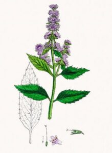 Menthe-poivree-botanique-547x750